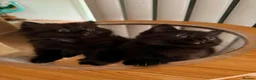 British Shorthair cats for sale: BRITISH SHORTHAIR DOLLS READY NOW! in Uxbridge - Advert 17