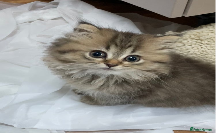 Persian cats in Guildford - Advert 3