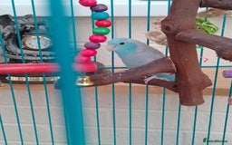 Parrots birds for sale: Parrotlets for sale  - Image 1