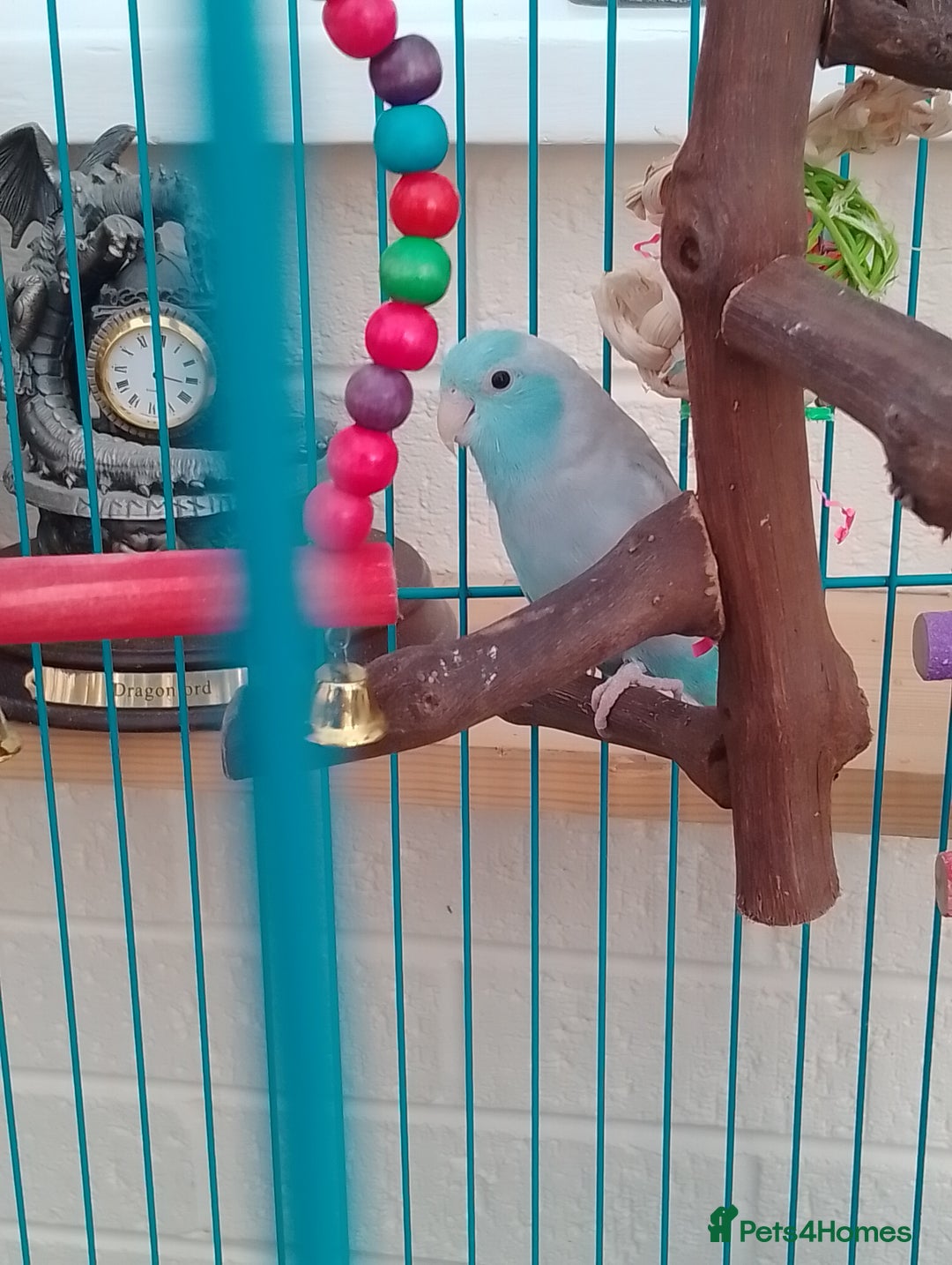 Parrots birds for sale: Parrotlets for sale  - Image 1