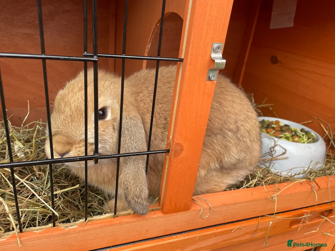 Mini Lop rabbits for sale: 2 rabbits for sale  - Advert 1