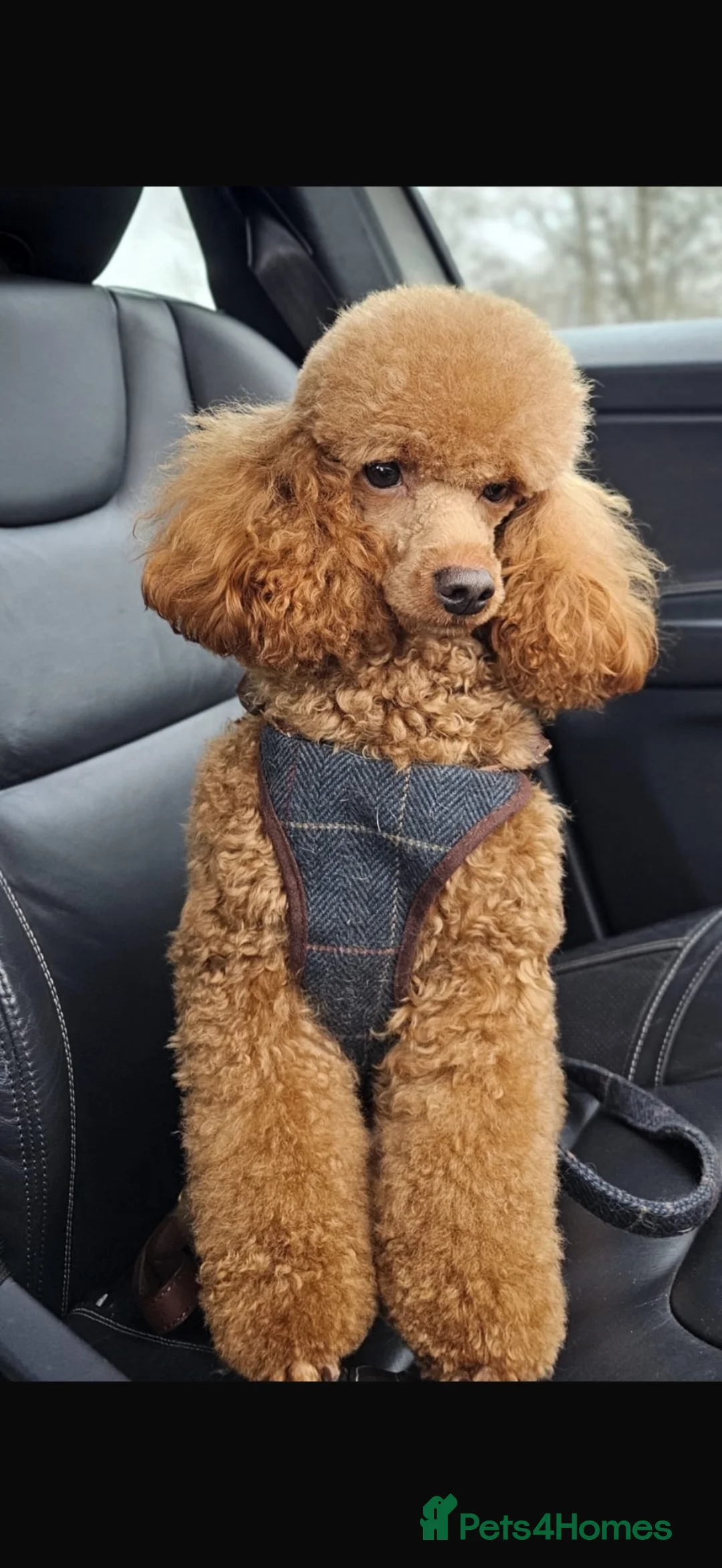 Cockapoo dogs for sale: Cockapoo puppies 💙💖💖💖💖 in Larkhall - Advert 13