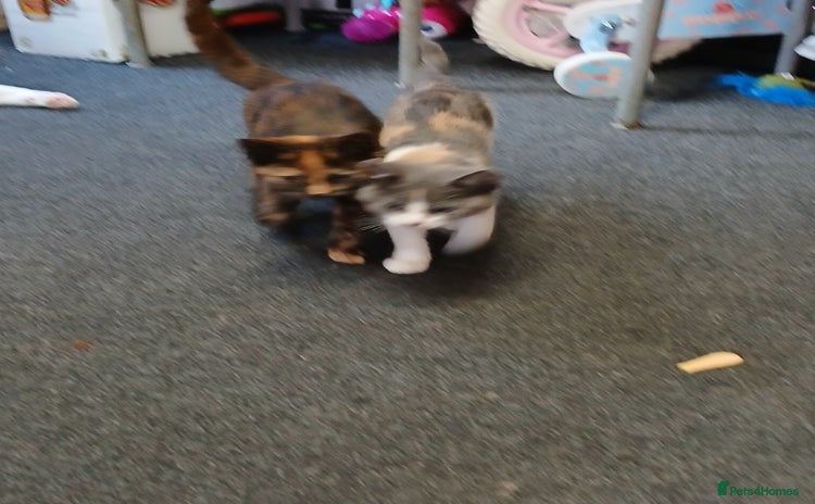 Mixed Breed cats - Advert 2