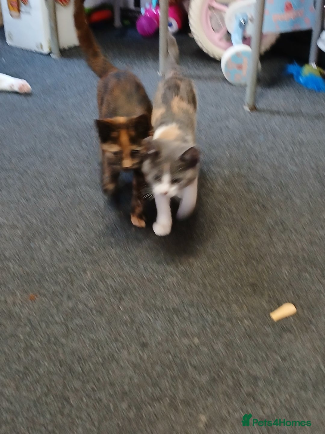 Mixed Breed cats for sale: 2 beautiful female lovely kittens and playfull - Image 1
