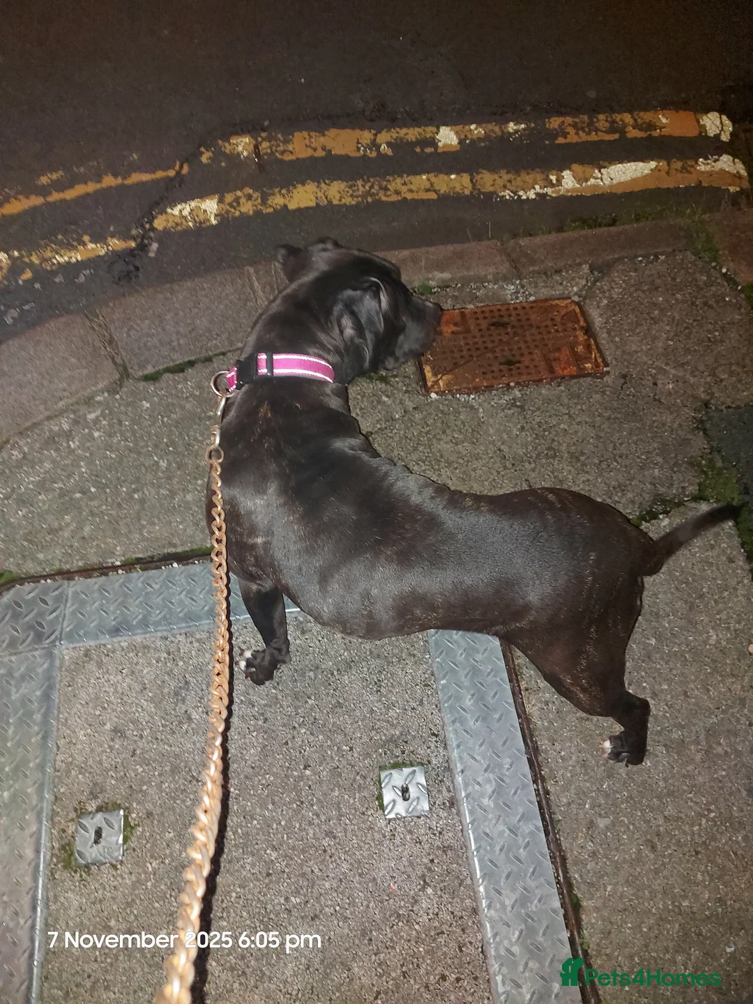 Mixed Breed dogs for sale: Labrador/staffy in Barrow-in-Furness - Advert 6