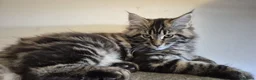 Maine Coon cats for sale: Maine coons kittens  - Advert 2