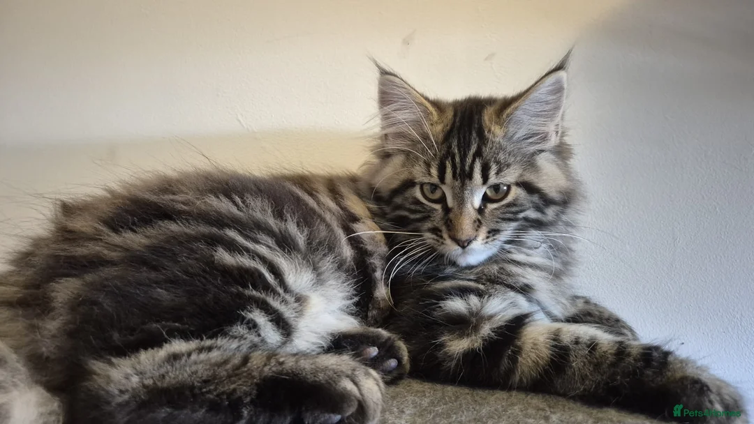 Maine Coon cats for sale: Maine coons kittens  - Advert 2