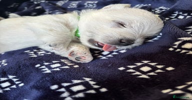 West Highland Terrier dogs - Advert 9