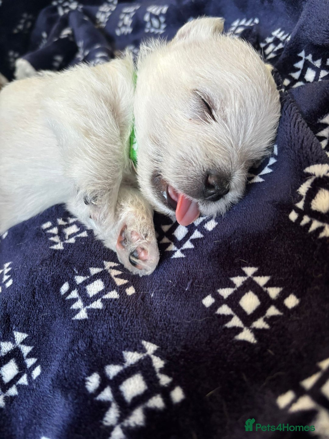 West Highland Terrier dogs for sale: Stunning Hand-Reared Westies – 4 Beautiful Boys - Image 2