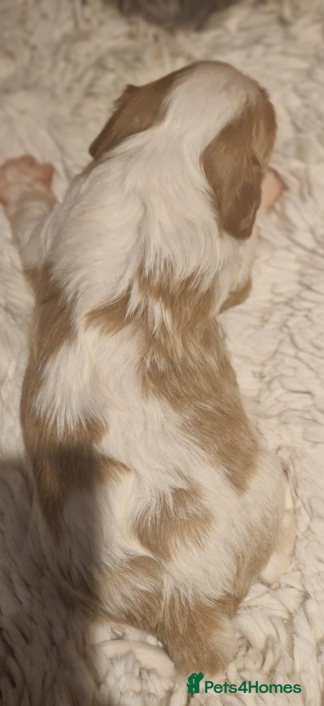 Cavalier King Charles Spaniel dogs for sale: Gorgeous k.c registered cavalier puppies  - Image 11