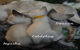 Balinese cats for sale: 8 supersoft purebred GCCF reg Balinese variants - Image 21