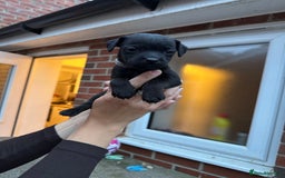 Patterdale Terrier dogs for sale: Patterdale puppies  - Image 18