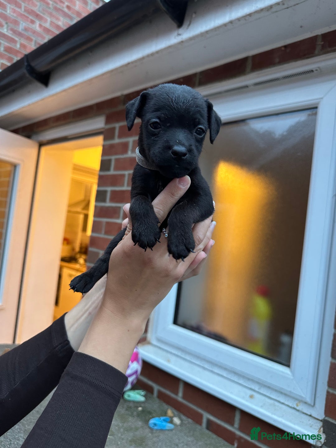 Patterdale Terrier dogs for sale: Patterdale puppies  - Image 18
