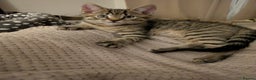 Bengal cats for sale: Bengal x American Maine Coon - Ready To Go!  - Advert 4