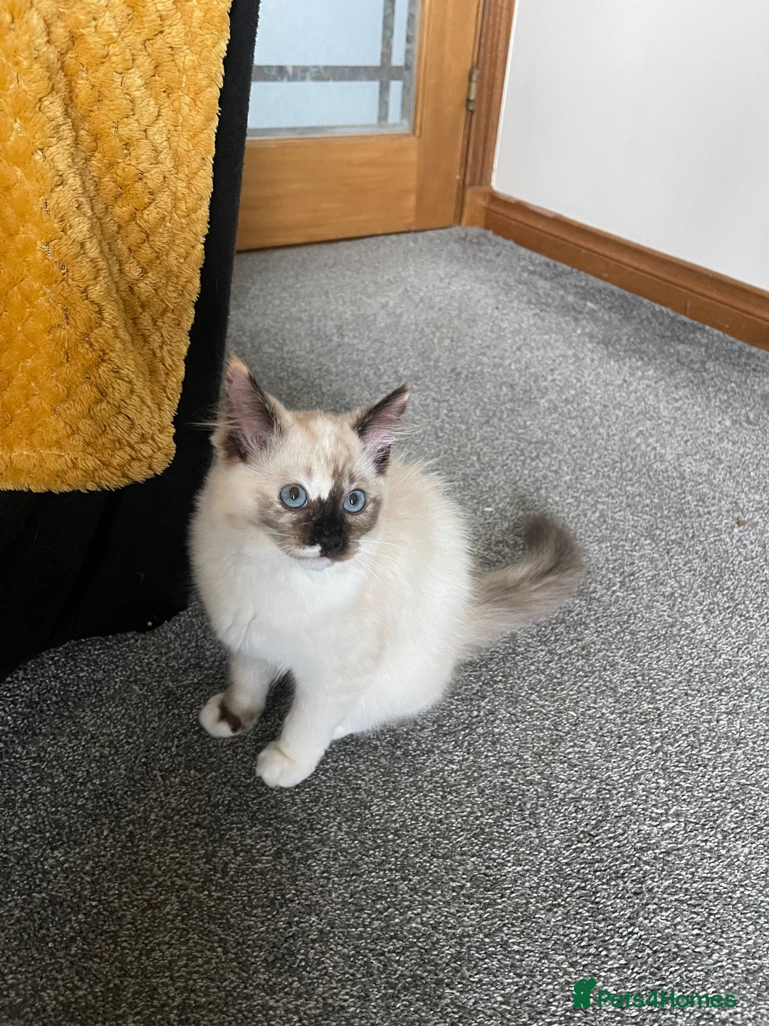 Ragdoll cats for sale: Ragdoll adults Purebred pedigree 5 generations  - Advert 36