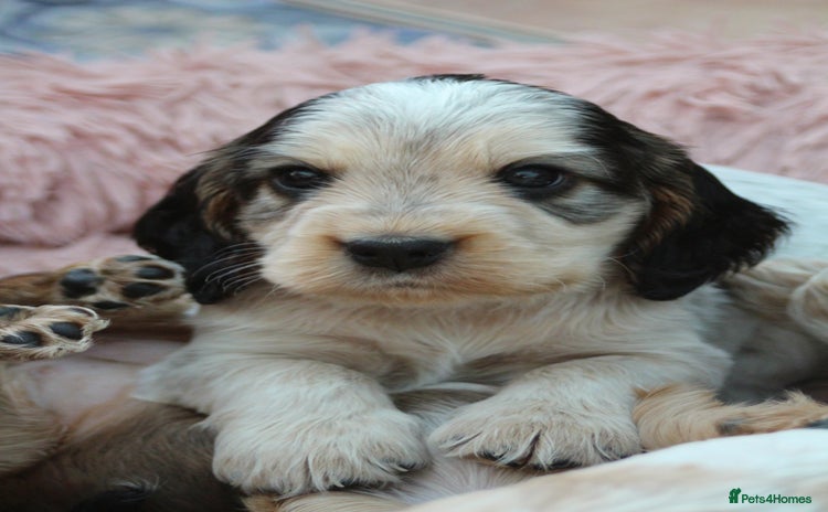 Cocker Spaniel dogs - Advert 3