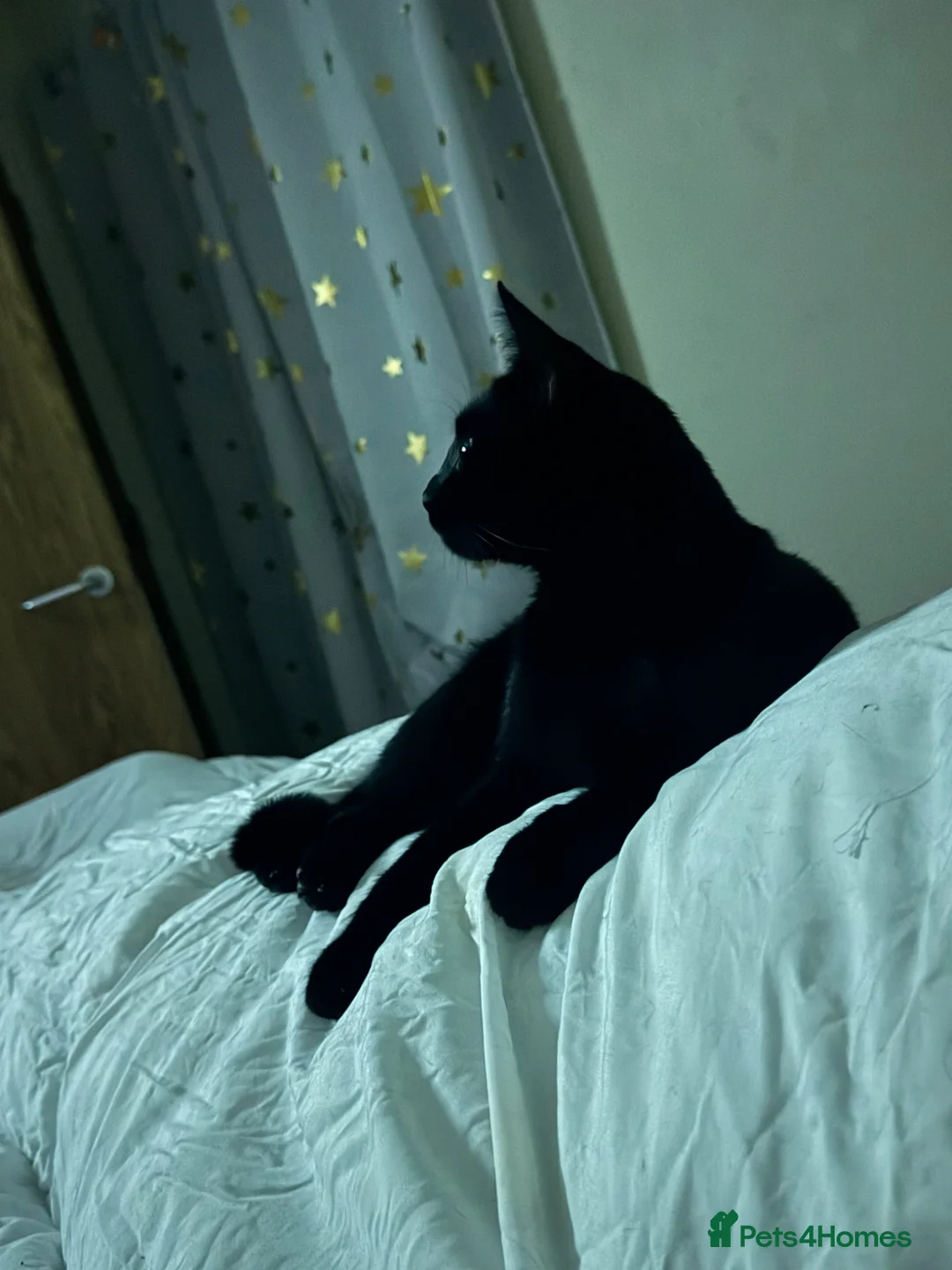 Domestic Shorthair cats for sale: 3 cats 1 year old  in Caldicot - Advert 2