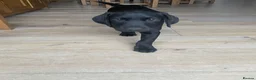 Labrador Retriever dogs for sale: KC registered Black Labrador  in Richmond - Advert 4