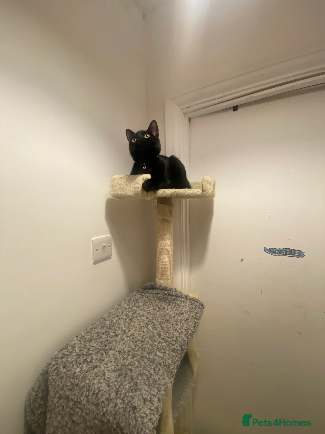 British Shorthair cats for sale: Beautiful Black kitten looking for forever home.  - Advert 8