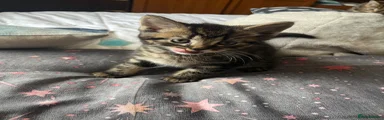 Tabby boy