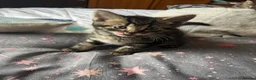 Mixed Breed cats for sale: 6 kittens for sale  - Advert 7