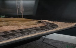 Corn Snake reptiles for sale: 4 Year Old Corn Snake - Image 3