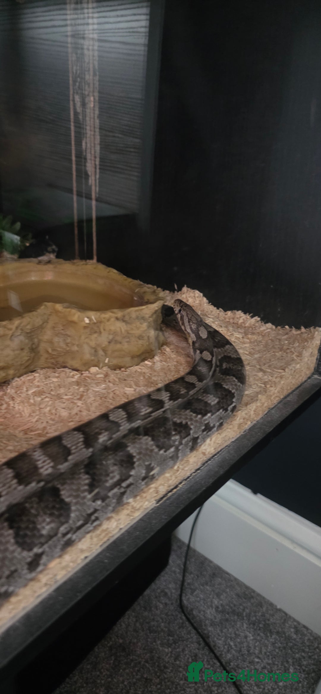 Corn Snake reptiles for sale: 4 Year Old Corn Snake - Image 3