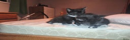 Mixed Breed cats for sale: Three Tuxedo Kittens Looking for Loving Homes - Advert 7