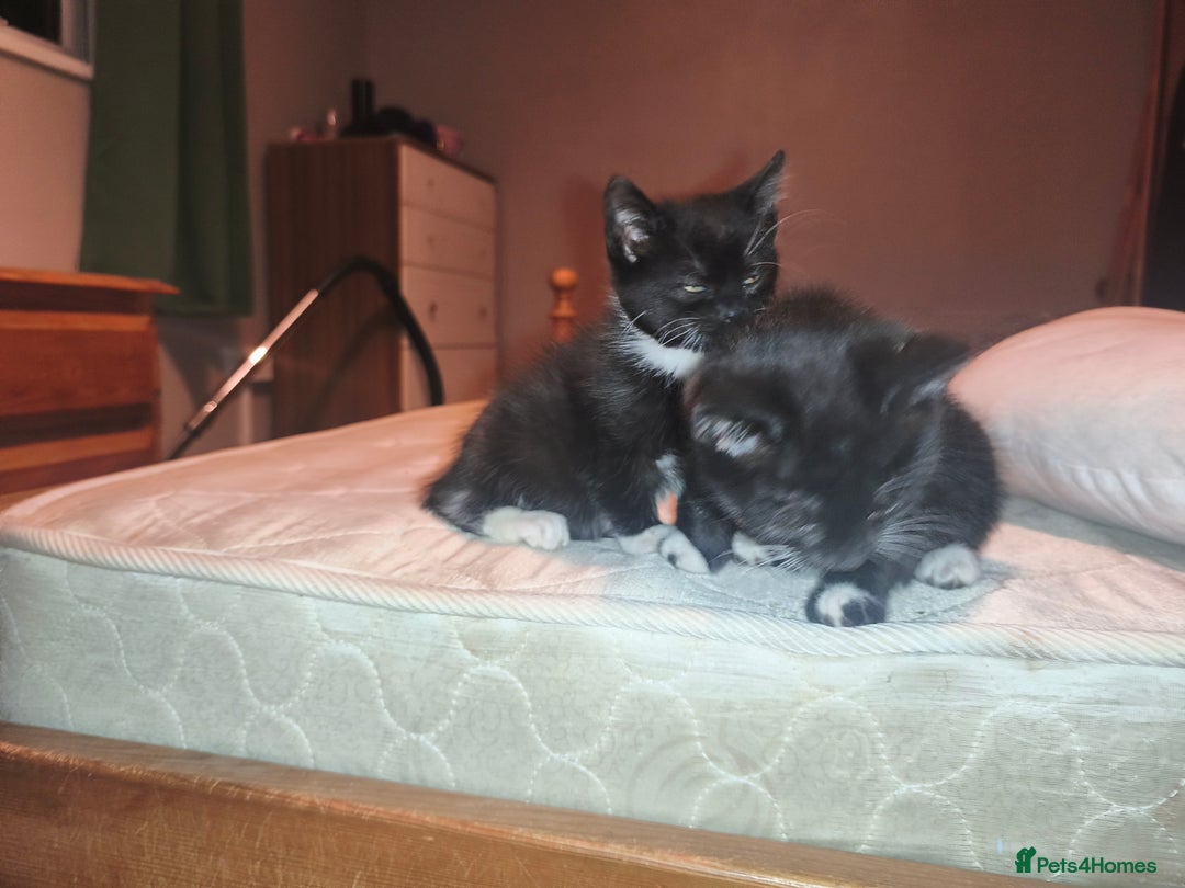 Mixed Breed cats for sale: Three Tuxedo Kittens Looking for Loving Homes - Advert 7