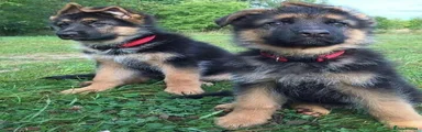 German Shepherd 3