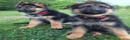 German Shepherd dogs for sale: Noble  Fearless Hearts Beautiful German Shepherd in London - Advert 5