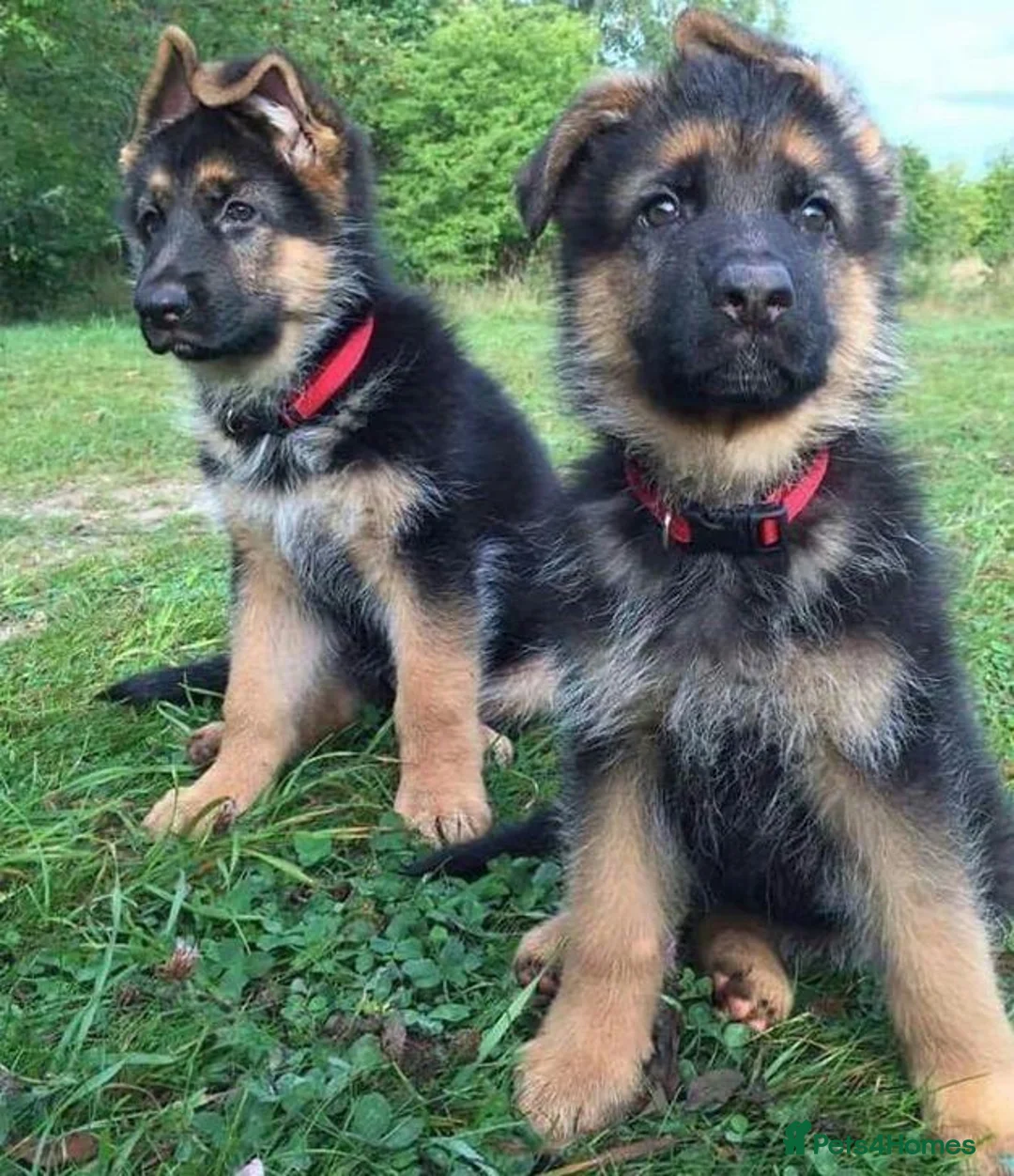 German Shepherd dogs for sale: Noble  Fearless Hearts Beautiful German Shepherd in London - Advert 5