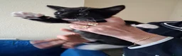 Mixed Breed cats for sale: 4 beautiful kittens  - Advert 5