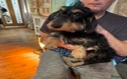 Chiweenie dogs for sale: dachund cross chihuahua puppies - Image 5