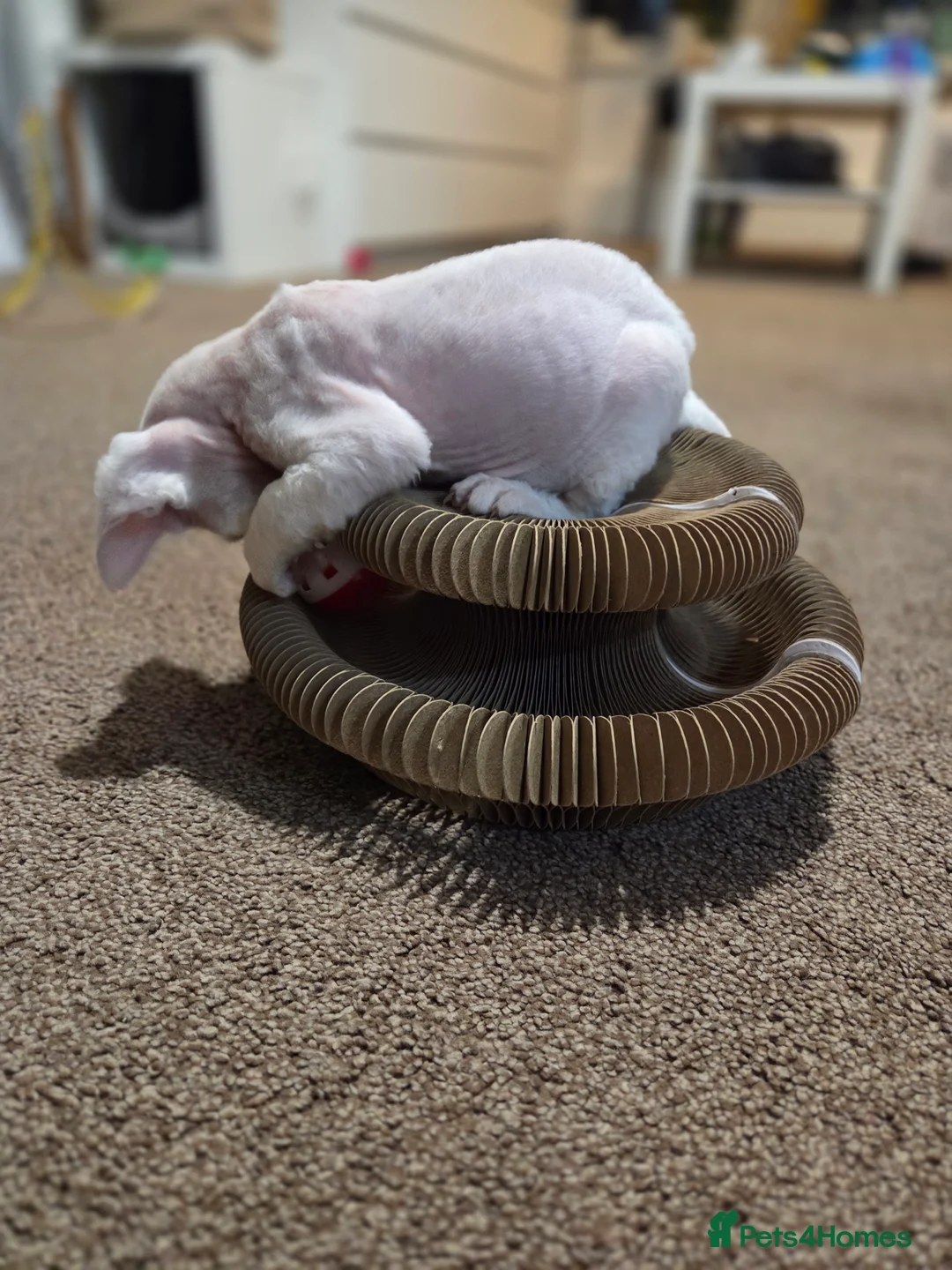 Devon Rex cats for sale: ✨ Beautiful Devon Rex White Girl–GCCF Registered ✨ - Advert 6