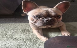 French Bulldog dogs for sale: Gorgeous Freddie needs a loving home - Image 3