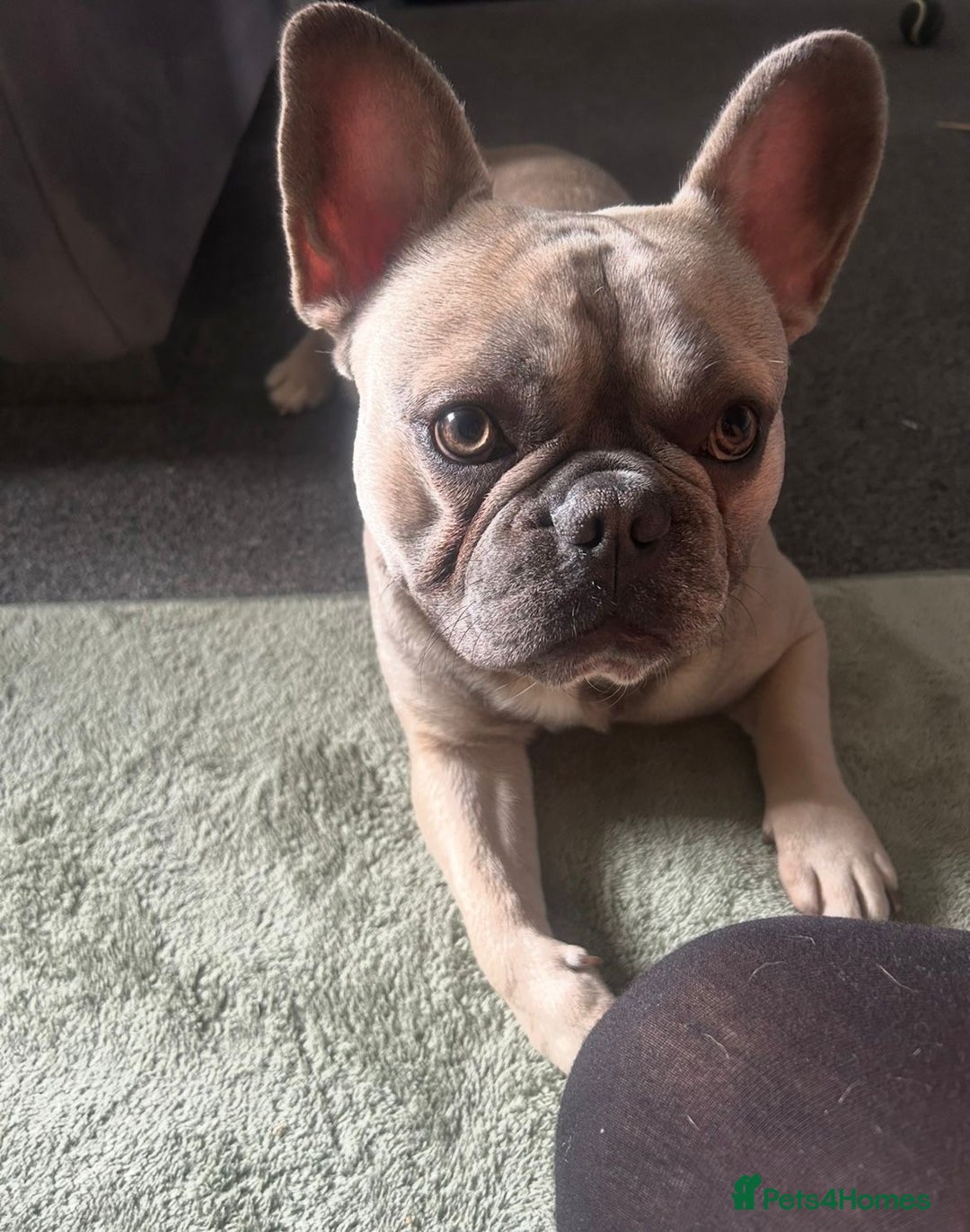 French Bulldog dogs for sale: Gorgeous Freddie needs a loving home - Image 3