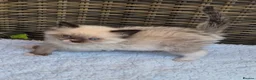 Ragdoll cats for sale: GCCF Registered Ragdoll Kittens  - Advert 2