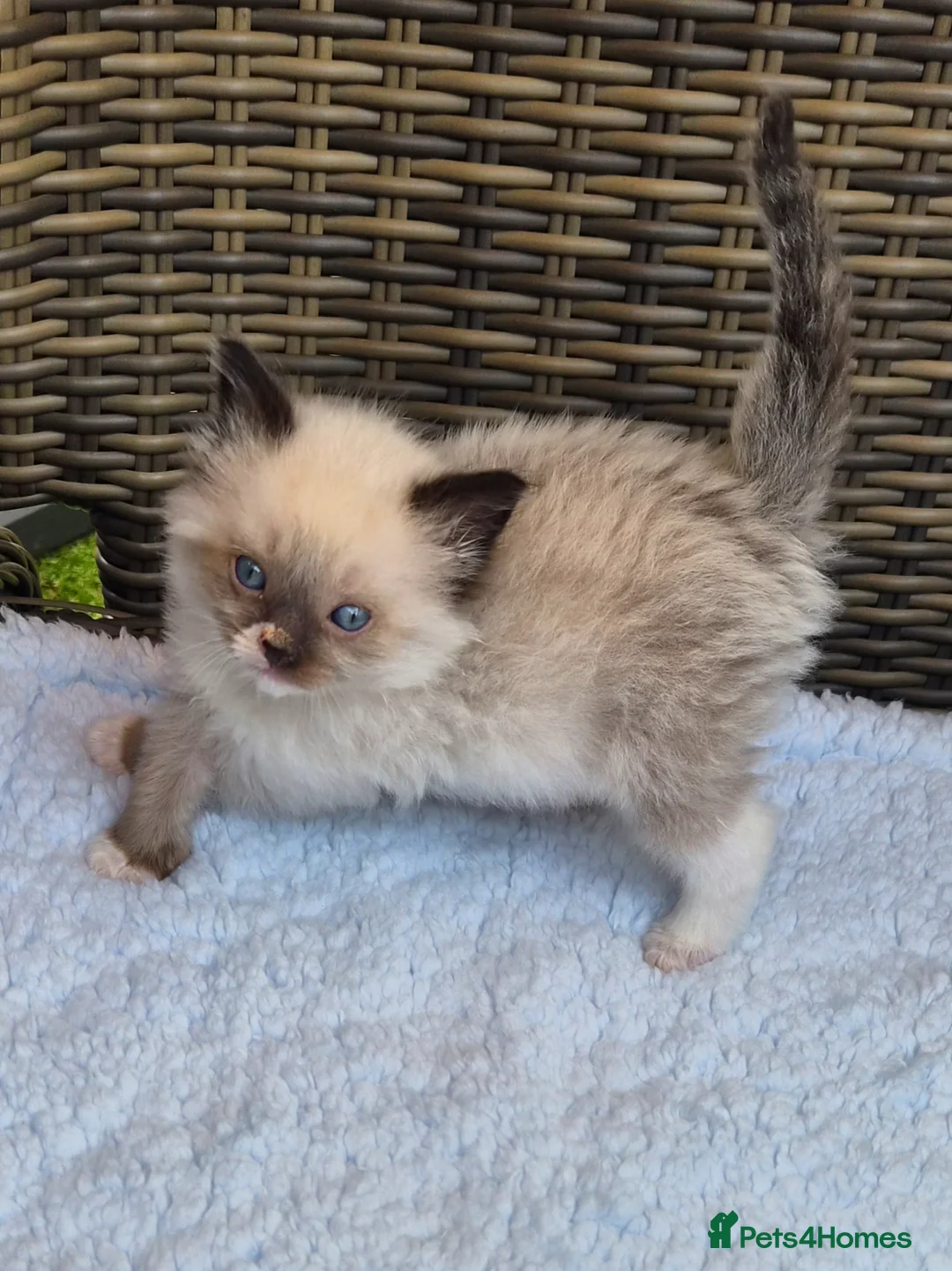 Ragdoll cats for sale: GCCF Registered Ragdoll Kittens  - Advert 2