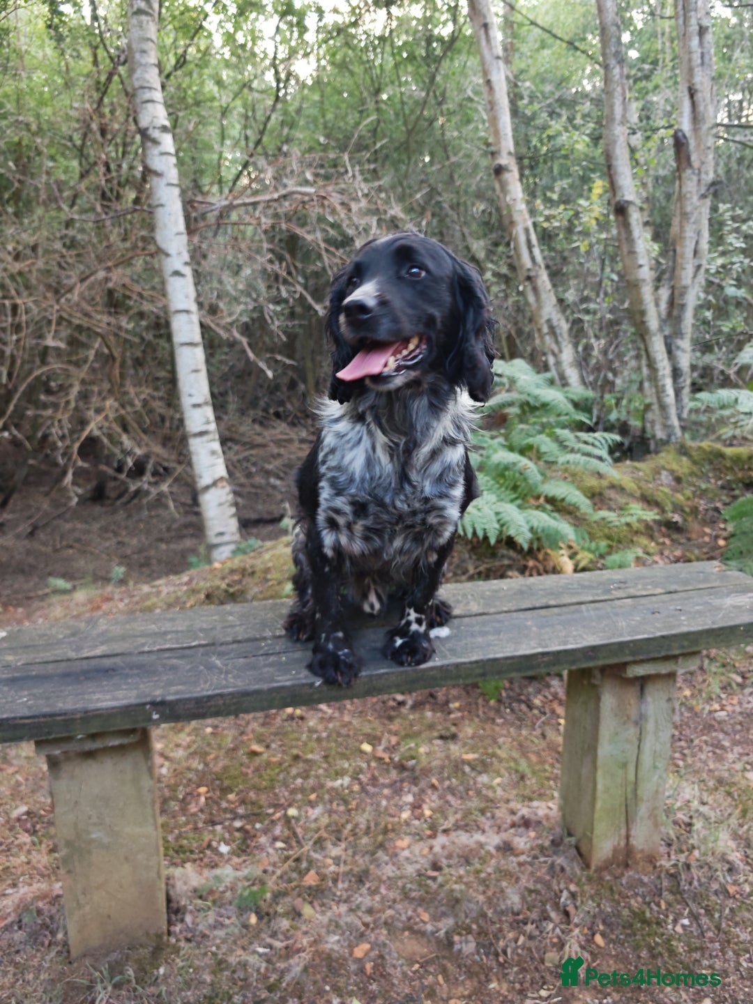 English Springer Spaniel dogs for sale: Chase - looking for quiet life - Advert 2