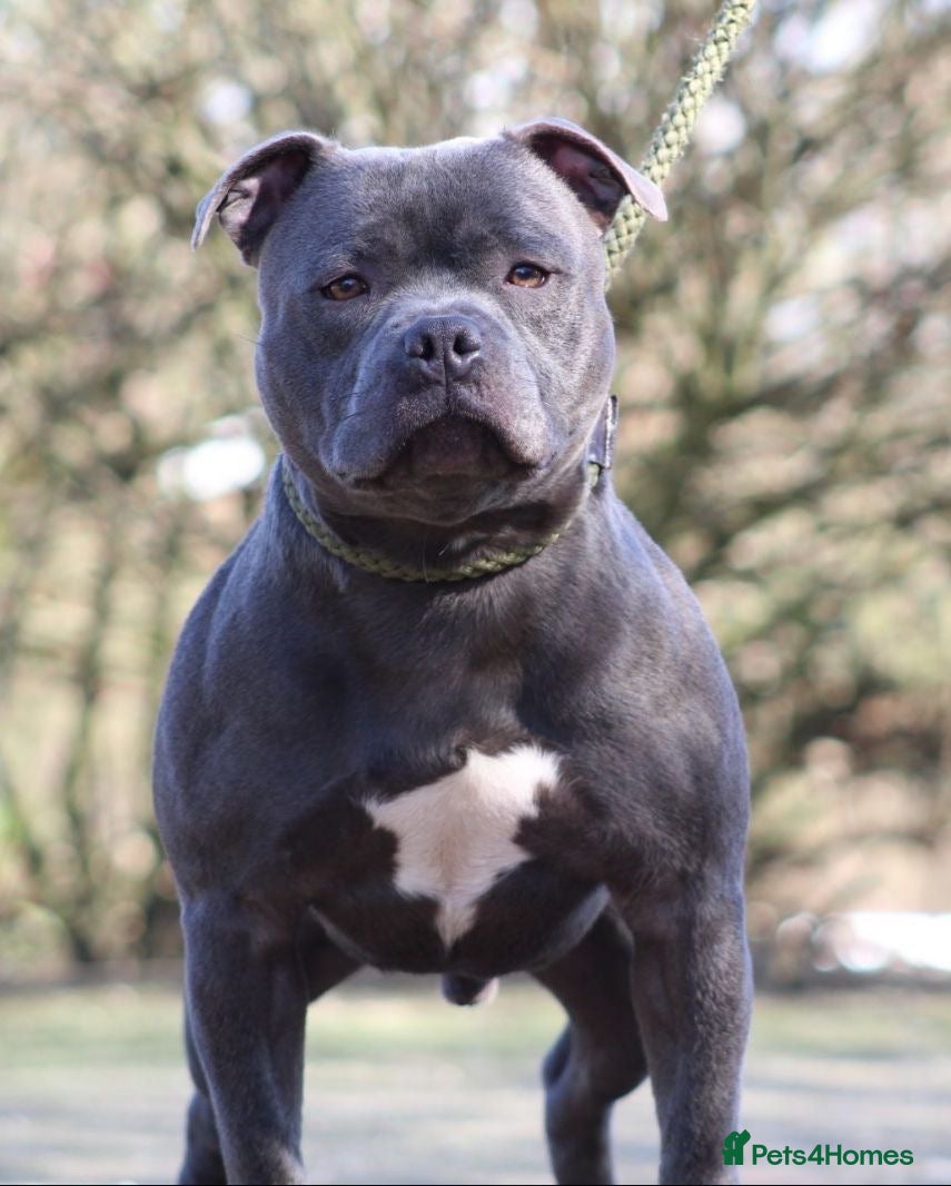 Staffordshire Bull Terrier dogs STUNNING BLUE STAFFY PUPPIES  - Advert 2