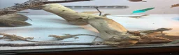 Bearded Dragon reptiles for sale: Baby Bearded dragons £50 each - Advert 10