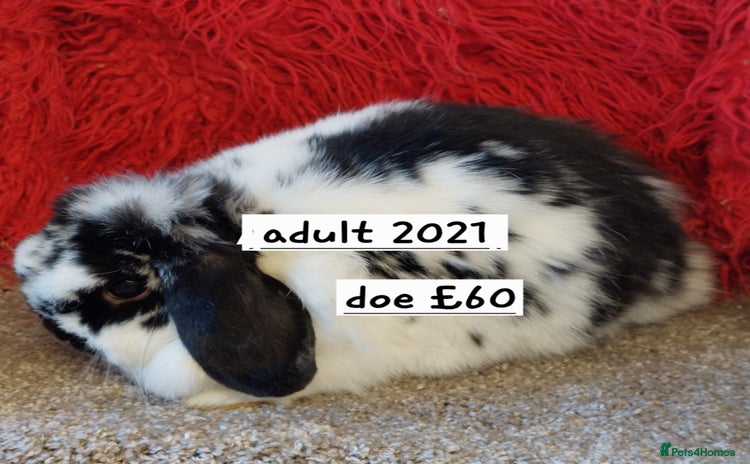 Mini Lop rabbits - Advert 12