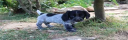 Cocker Spaniel dogs for sale: Working cockers  - Advert 11