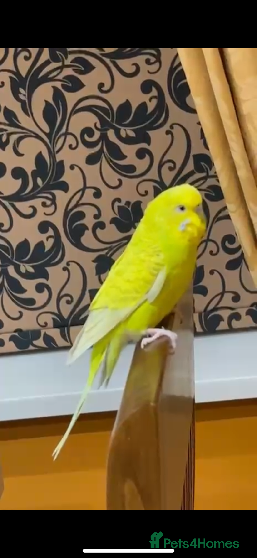 Budgerigars birds for sale: Yellow budgie for sale  - Advert 5