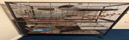 Rat rodents for sale: 4 rats for sale in Norwich - Advert 2