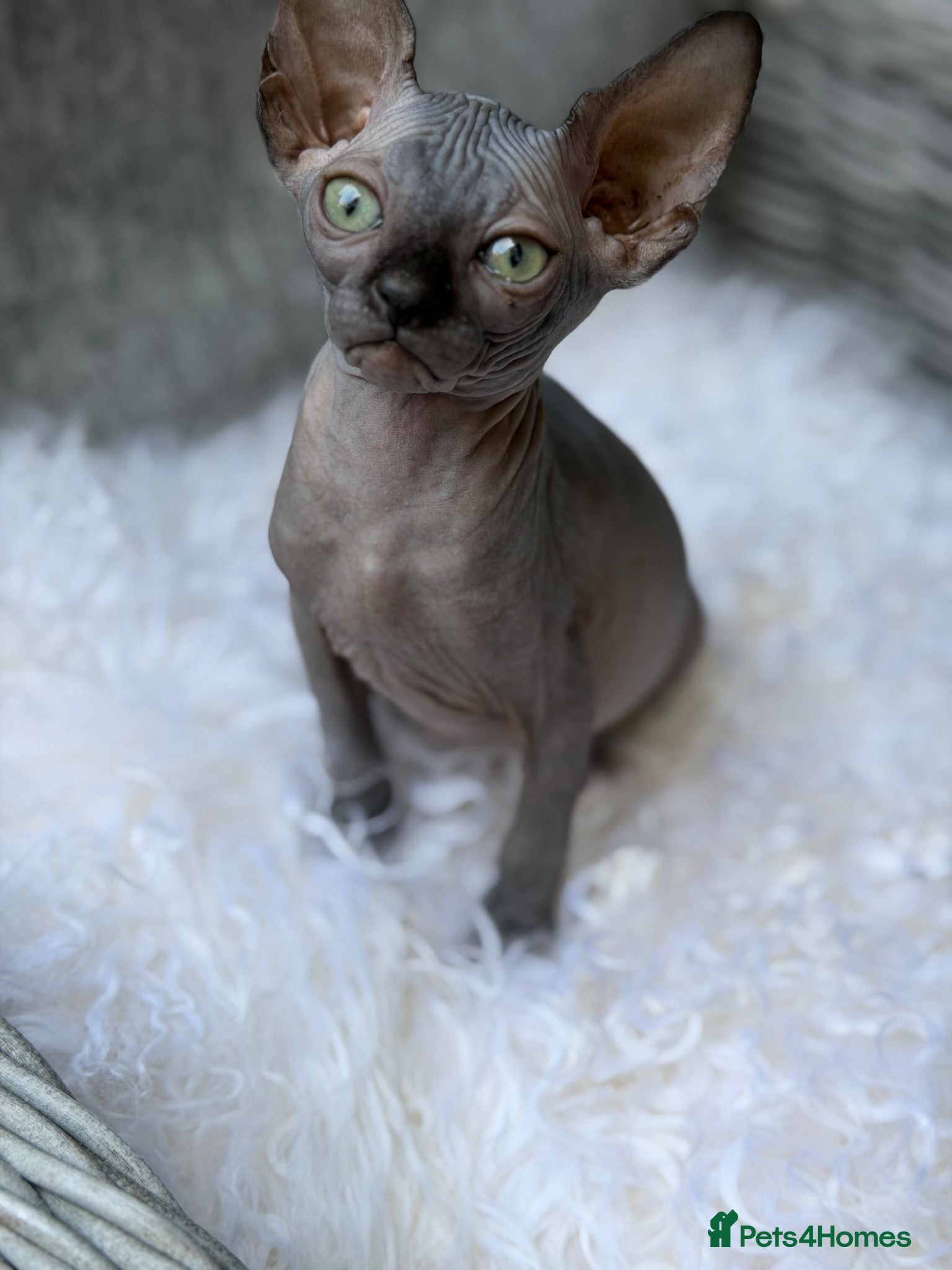 Sphynx cats Beautiful Sphynx Kittens - Advert 2