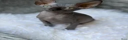 Sphynx cats for sale: Beautiful Sphynx Kittens in Maidenhead - Advert 2
