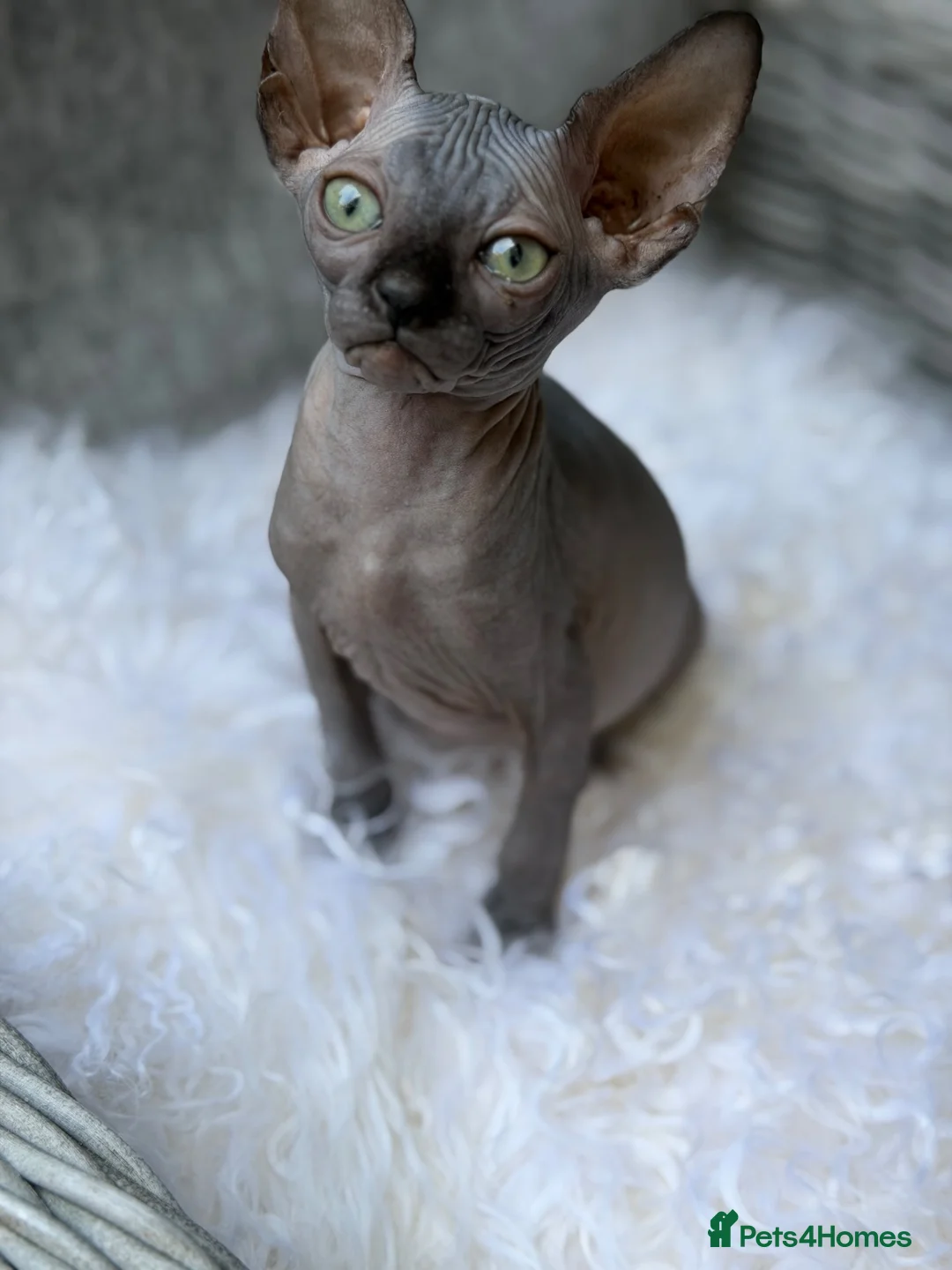 Sphynx cats for sale: Beautiful Sphynx Kittens in Maidenhead - Advert 2
