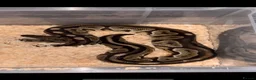 Python Snake reptiles for sale: Corn snake /Royal ball python in Birmingham - Advert 4
